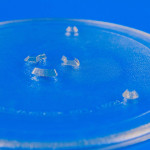 Тарелка для СВЧ печей SAMSUNG (D 255 мм) DE74-00027A, оригинал (DE74-00027A)